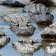 American alligators wade in the alligator lagoon at Everglades Alligator Farm in Homestead, Florida.